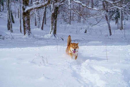 The Shiba Inu Japanese dog plays in the snow in winter.の写真素材