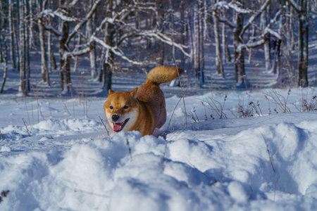 The Shiba Inu Japanese dog plays in the snow in winter.の写真素材