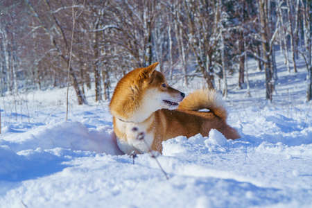 The Shiba Inu Japanese dog plays in the snow in winter.の写真素材