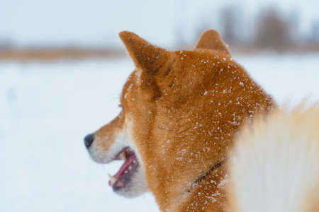 The Shiba Inu Japanese dog plays in the snow in winter.の写真素材