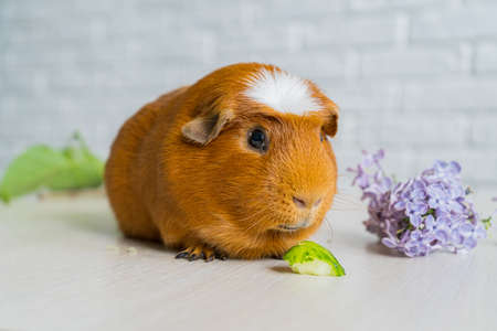 The red domestic guinea pig Cavia porcellus, also known as cavy or domestic cavyの写真素材