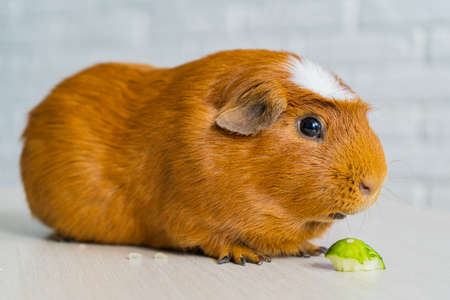 The red domestic guinea pig Cavia porcellus, also known as cavy or domestic cavyの写真素材