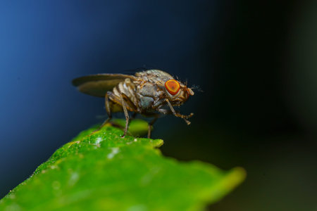 Musca autumnalis, the face fly or autumn housefly, is a pest of cattle and horses. Selective focus...