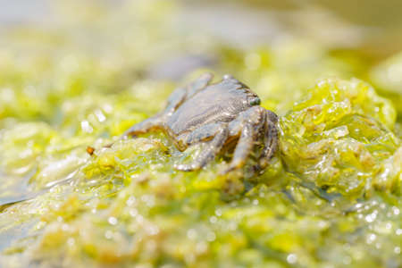 Colorful stone crab Eriphia verrucosa goes to the water on the coastal rocks. Selective focus image. Close up view.の写真素材