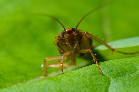 The red cockroach, or Prusak, Latin Blattella germanica, is a species of cockroaches from the...