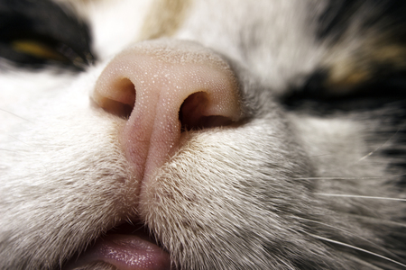 cat's nose close-upの写真素材