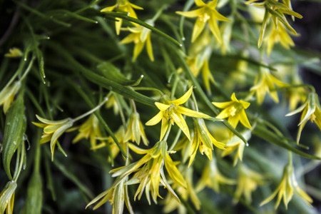 little flowers close-upの写真素材