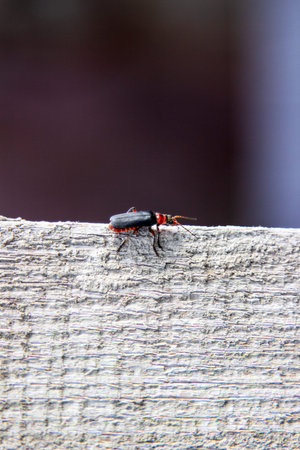 beetle walking on Board