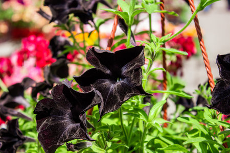 Black orchid Fredclarkeara "After Dark"の写真素材