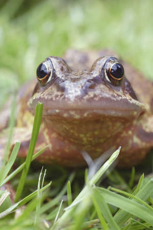 common frogの写真素材