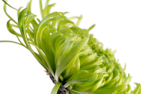 green shamrock chrysanthemumの写真素材