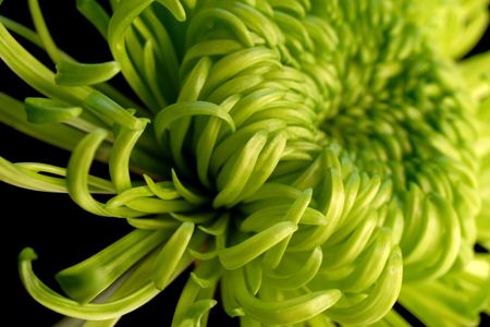 green shamrock chrysanthemum on black backgroundの写真素材