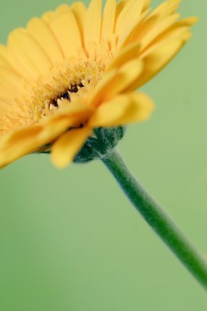 yellow gerbera on green backgroundの写真素材