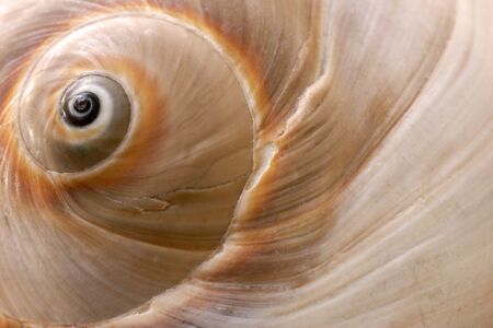 seashellの写真素材