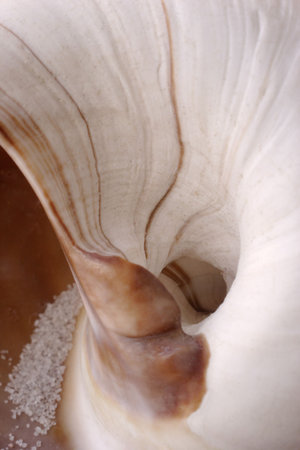 seashell