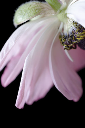 petticoat pink flowerの写真素材