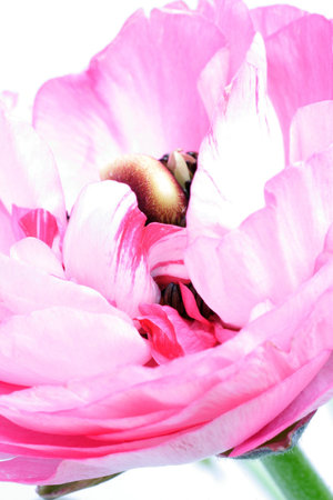 ranunculus high key over exposed