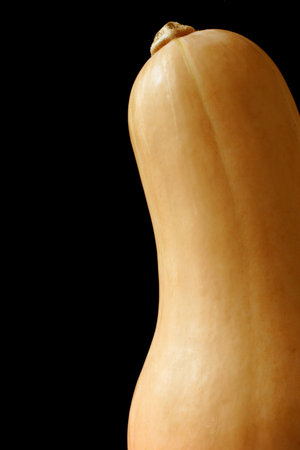 vegetable butternut squashの写真素材