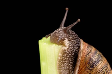 snails upward struggleの写真素材