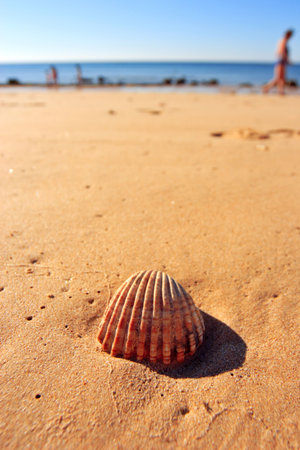 seashell on a beach