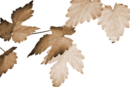 hop leaves in sepia tone, autumn, fall.