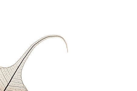 sepia toned leaf skeleton with copyspace for textの写真素材