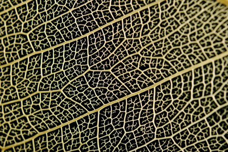 leaf skeleton showing intricate vein structureの写真素材