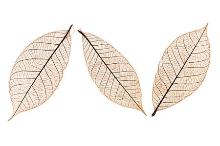 three brown skeletal leaves showing intricate structureの写真素材