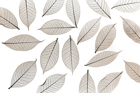 sepia colored skelton leavesの写真素材