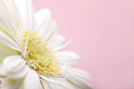 white gerbera with shallow depth of field, with copyspaceの写真素材