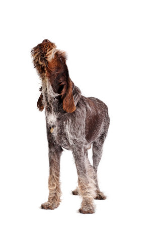 spinone italiano puppy with attitude