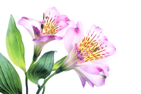 flowering alstromeria isolated on whiteの写真素材