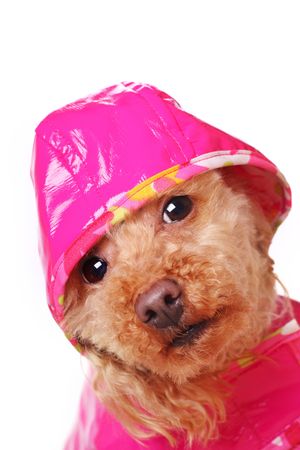 apricot poodle in bright pink raincoatの写真素材