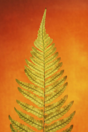 fern leaf against a vivid orange backgroundの写真素材