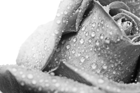 black and  white rose, wet with morning dew.の写真素材