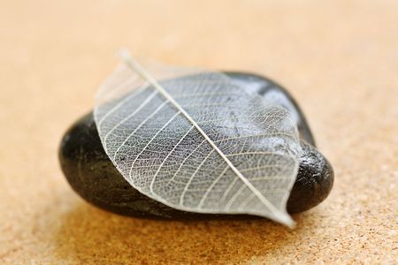 intricate leaf skeleton resting on a  stoneの写真素材