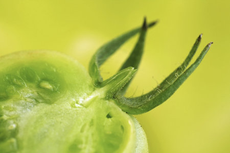 halved green unripened tomato on greenの写真素材