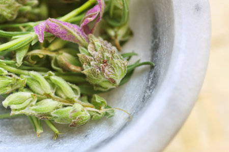 freshly cut lavender in a bowlの写真素材