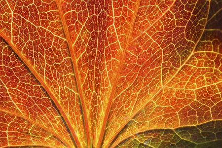 boston Ivy with Autumn colours