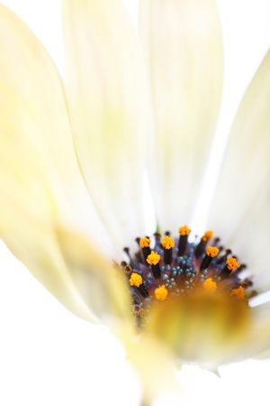pale pastel osteospermum with deep blue centerの写真素材