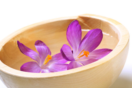 flowering crocuses in a bowl of waterの写真素材