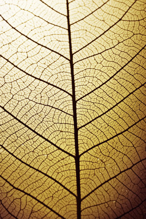 structure of a wilted leaf