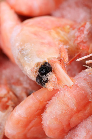 macro of a cooked iced prawn, defrosting before being eaten.の写真素材