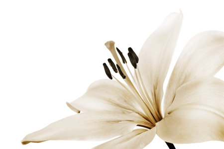 beautiful sepia toned lilyの写真素材