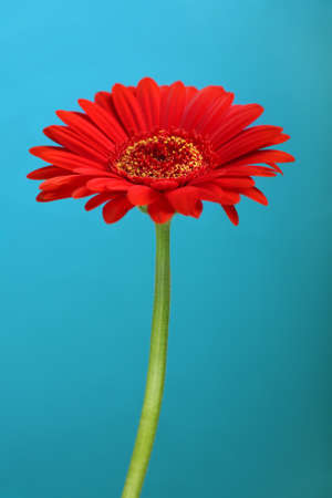 single red gerbera on blue backgroundの写真素材