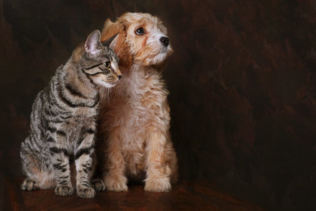 Adorable cavapoo puppy with Tabby kitten.