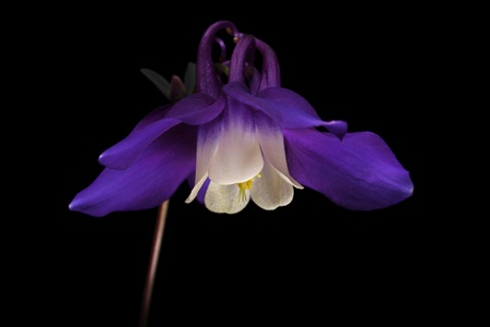 Mini star variety of Aquilegia , alpine plant.の写真素材