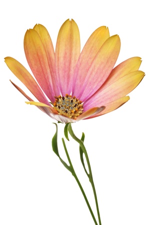 single osteospermum flower isolated on a white backgroundの写真素材