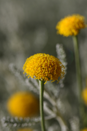 santolina chamaecyparissus commonly known as cotton lavender  It produces masses of small yellow flowers の写真素材