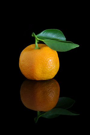 Home grown calamondins, freshly picked and ready to eat, although a little sour.の写真素材